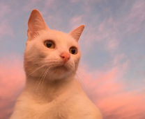 ��������, �������, �����