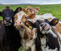 ��������� ��� ��� ����� 