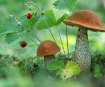 ���� �������