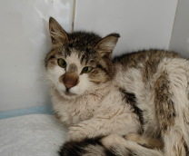 ������� ������ ������