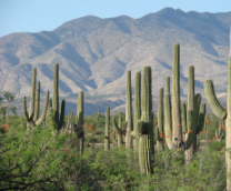 ��������� �������