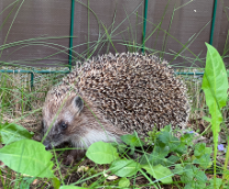 ���� �����