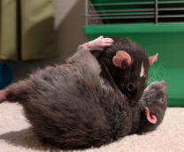 �����, �����, �����