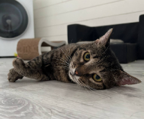 �������� �������� ��������