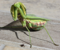 �� ���� �������