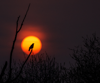 ����� �������� �������