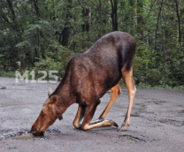 ����� ������