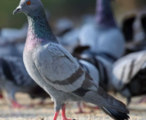 ������ �� ������ �������.