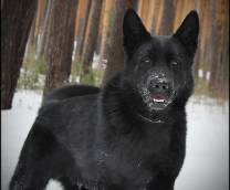 ������ ��� ���� ��.