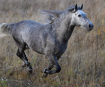 ������� � �� ����� ������� � �������.