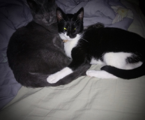 ��� �������