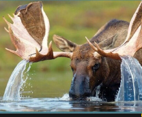 ������� ��� ���, ����� � .... �����������.