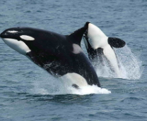 ���� � �� ��������� (������, ����)