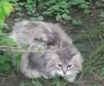 ������� ������� �����. ������ �� 