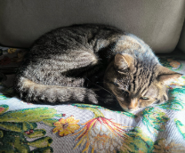 ��� ������