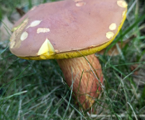 ��� �������