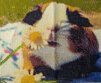 ��� �������� ��������