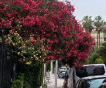 �� �������