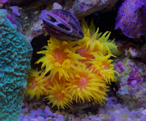 ��� ���������� �������