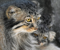 ����� � ������