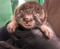 ����� � ���������