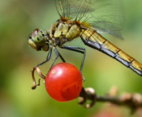 ��� (�����)�������