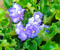 ������ � �������. 