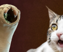 ��������� (������)