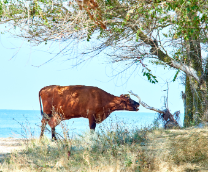 ���� �������� � ������ �����������