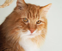 ���� �� �������. ����� 107 �����