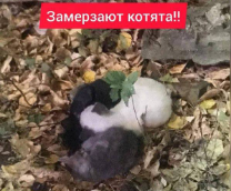 ����������� ������, �������