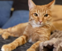 ��� �� �������� - �������