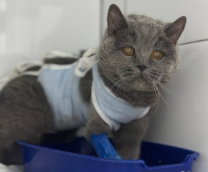 �����, ������� ��������� � ������� �������