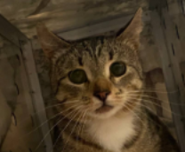 ���������, ����������