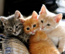 ������ ���� ���