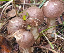 �� �������!