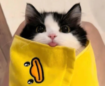 ������� ��������