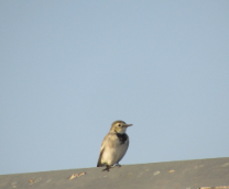 ���������� -��� ����������� �� ������ �����.