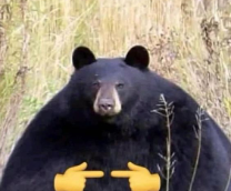 ������� �� �������