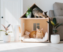 ��� ����