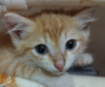 ��� �������