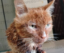 �������� ������ �������