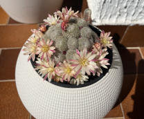 ������ � ������