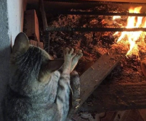 ����� ����������. ����� �����.