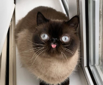 ������� ������� 