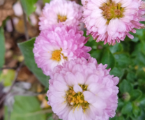 ������. �����-���������