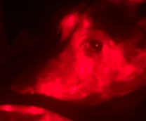 ��� �������� �������