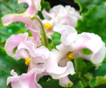 ��������� ������