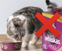 ��� �������