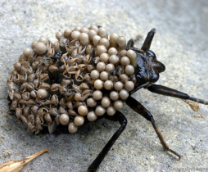 ���������